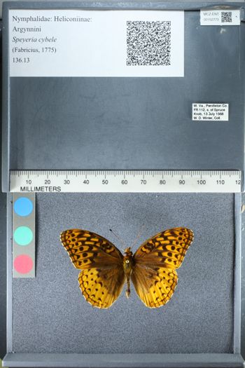 Media type: image;   Entomology 152773